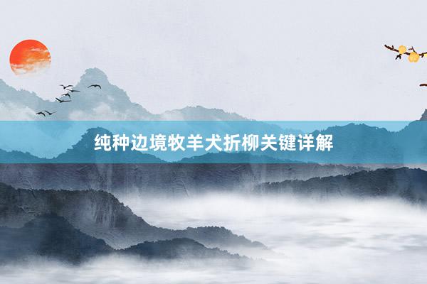 纯种边境牧羊犬折柳关键详解
